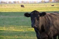 Black cow grazing in a meadow